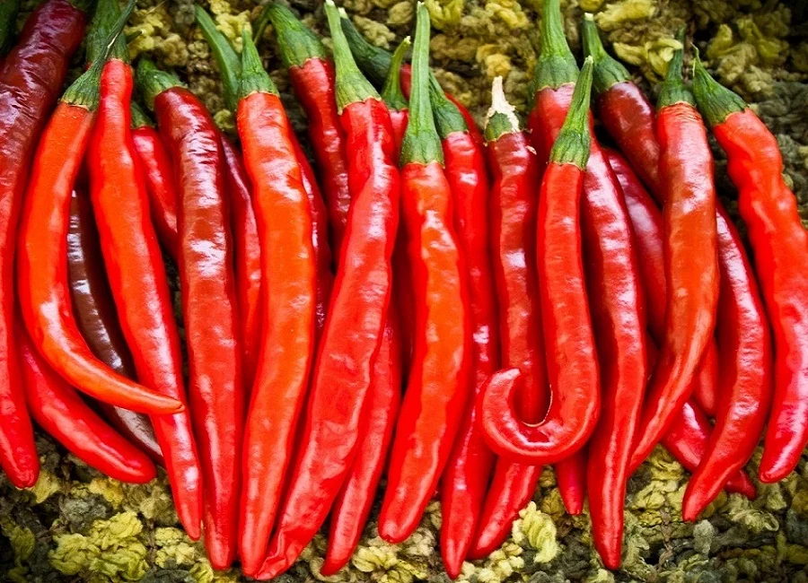 Cayenne pepper metabolism